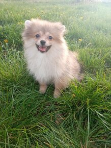 Pomeranian, štěňátko, fenka. - 6