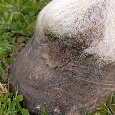 Shagya arabka - 6