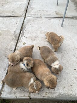 Šteňátka Akita Inu - 6