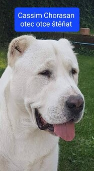 SAO-Středoasijský pastevecký pes-štěňata - 6