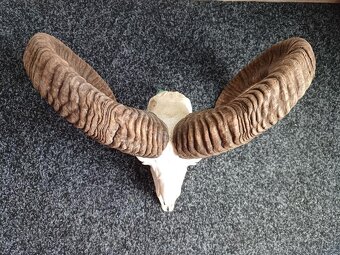 Muflon trofej (rohy; toulce) 58 cm - 6