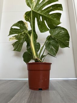 Monstera Thai - 6