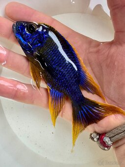 Největší výběr Afrických cichlid na jihu Čech - 6