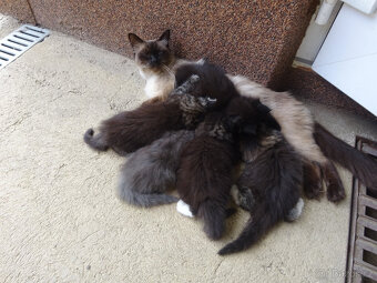 NABÍZÍM KŘÍŽENOU MODROU KOČIČKU (MAINSKÁ x SIBIŘSKÁ) - 6