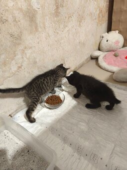 DARUJI kotě / koťata (3) do dobrých rukou. Info v popisku. - 6