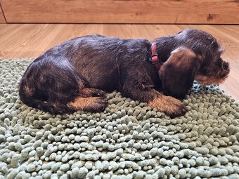 Jezevčík drsnosrstý standard POSLEDNÍ VOLNÁ FENKA - 6