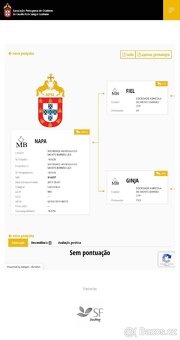 Lusitano klisna 8 let - 6