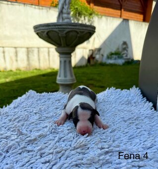 Whippet / Vipet Štěňátka s PP - 6
