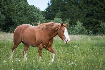 AQH/APH sorrel overo klisna - 6