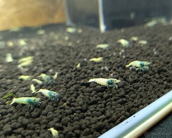 Caridina - Blue bolt - 6