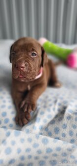 Cane Corso štěňata 🐾 - 6