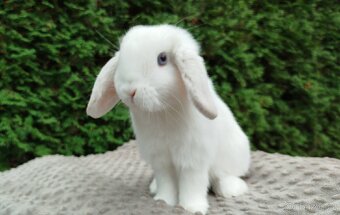 Zakrslý beránek, králíček, králík - NOAH - 6