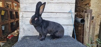 Belgický obr černý - 6