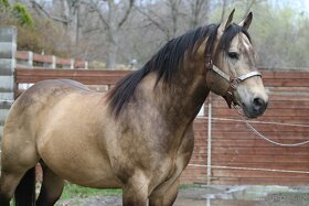 Připouštění - plemenný hřebec AQH buckskin SM MITO COMMANDER - 6