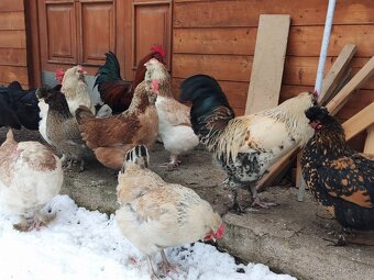 Faverolka velká lososová - kohouti - 6