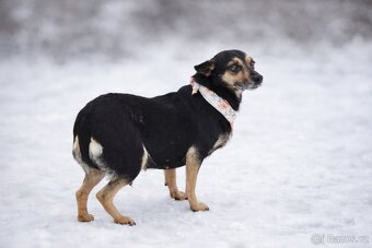 Timea hledá domov - 6