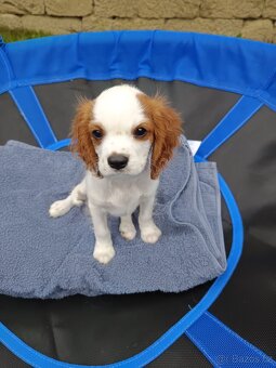 Kavalír King Charles Španěl - chlapeček. - 6
