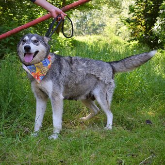 ALEKSIA K ADOPCI - 1 ROK, UČENLIVÁ, AKTIVNÍ, KAMARÁDSKÁ - 6