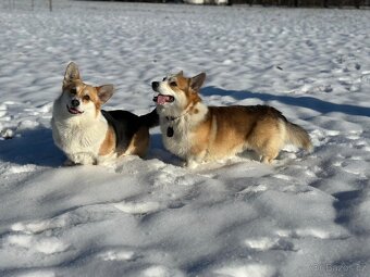 Predam welsh corgi pemproke psík s PP - 6