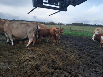 zastav bycci a jalovicky limousine x simental - 6