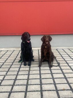 Flat coated retriever - 6