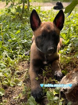 Belgický ovčák Malinois s PP - 6