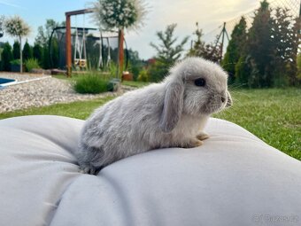 MINILOP zakrslý beránek- sameček a 2 samičky - 6