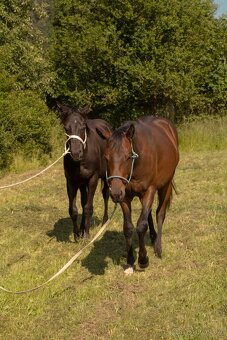 Quarter horse hřebec - 6