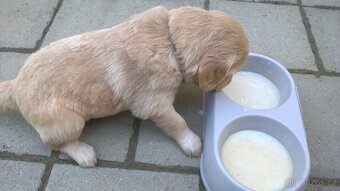 Zlatý retriever štěňata - 6