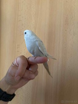 Prodám mladé andulky po vylétnutí z budky - 6