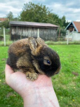 Mlaďátka - Lví Hlavička - 6