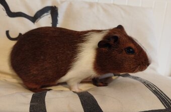 Morče hladkosrsté - 6