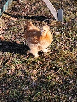 Hedvábnička EU - 6