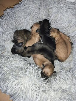 Tibetský španěl - štěňata s PP - 6