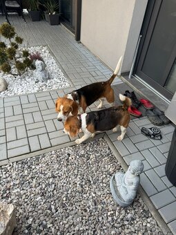 Beagle (Bígl) štěně - 6