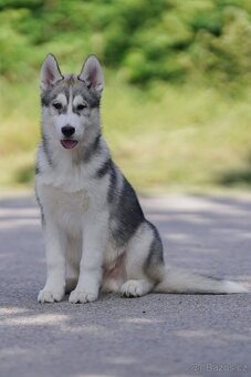 Sibiřský husky štěňata s PP - 6
