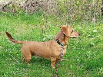 KUKY K ADOPCI - VESELÝ, HRAVÝ, ČEKÁ NA MILUJÍCÍ RODINU - 6