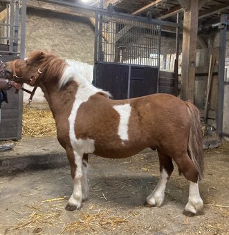 Pony hřebeček Fandík - 6