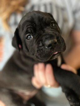 Cane corso s PP - 6