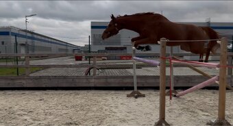 Nádherný 5r valach do športu - 6