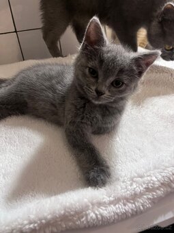 Britská modrá koťátka - 6