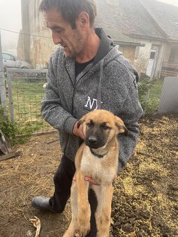 Štěně vlčáka - 6