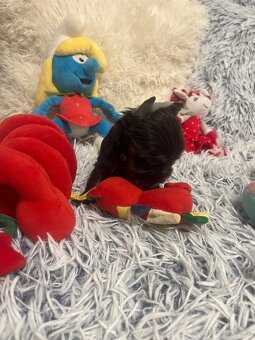 Jorkširský teriér s pp - 6