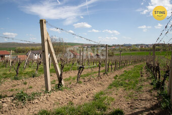 Pozemek pro rodinné vinařství s vinicemi na dvou par, 132041 - 6