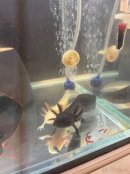 Axolotl - 6