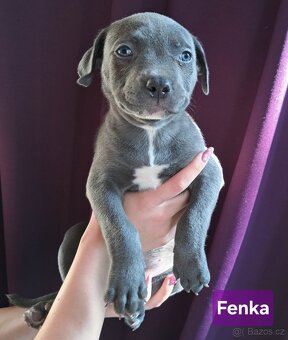 American Bully XL ŠTĚŇATA K ODBĚRU - 6