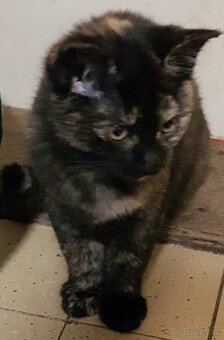 Darujeme koťátka - 6