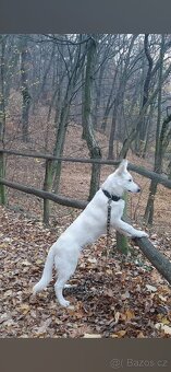 Bíly švýcarsky ovčák - 6