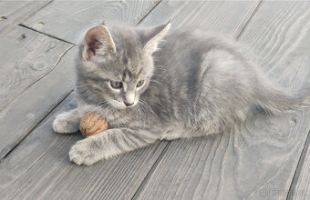 Mainská mývalí - kříženci - 6