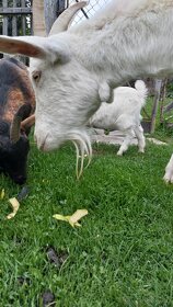 Česká bílá a holandská zakrslá  koza - 6